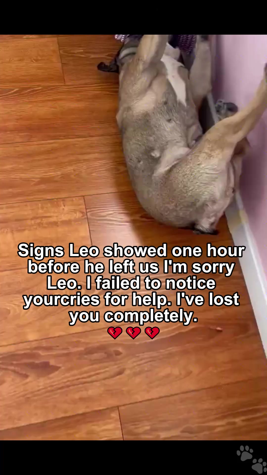 I'm so sorry I had to let you go 💔 For two weeks, hypertrophic cardiomyopathy made you suffer so much. I stayed by your side through every painful episode — constant chest pain, struggling to breathe, countless vet visits for oxygen. Even through all that pain, you stayed quiet and never made a sound. You were such a good boy. I hoped you'd recover, but I couldn't save you. Four years together, you followed me everywhere. In your final moments, you just stared at me — I know you didn't want to leave 😭 No more pain now. Run free on the rainbow bridge. I'll miss you forever. Come back to me in our next life. #dogs #doghearthealth #petloss #seniordog