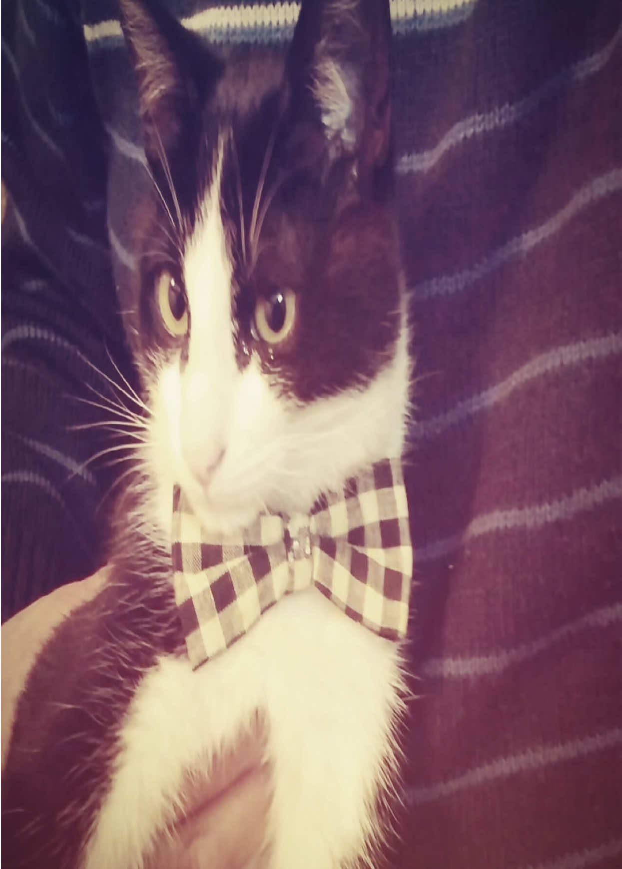 wow wow first cat post ok || request by : @RED HOMER || #tuxedocat #cats #cat #fyp #targetaudience 