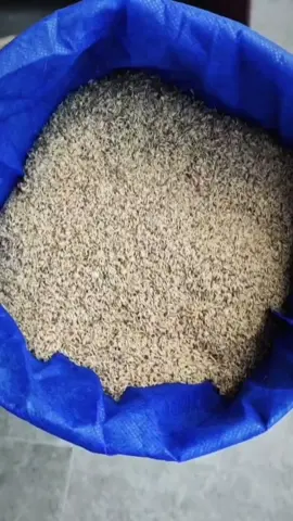 LAGI BANYAK YANG MULAI TERNAK JANGKRIK! 🦗🔥 Jangan cuma jadi penonton! Kalau sudah punya niat untuk mulai ternak, sekarang saatnya ambil langkah pertama. Mulai dari telur jangkrik berkualitas agar budidayamu punya awal yang tepat. Jangan tunggu nanti, karena stok bisa berubah kapan saja! 😱 📞 Mau order? Hubungi nomor yang tertera sekarang! #telurjangkrik #bibitjangkrik #budidayajangkrik #ternakjangkrik 