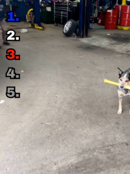 😂 TOP 5 FUNNIEST ANIMAL VIDEOS! 🐶🐱🐒🐮 These animals understood the assignment! 🤣 From hilarious fails to totally unexpected moments, these are the Top 5 funniest animal clips you need to see! 🏆🔥 👀 Watch until #1 — it’s too funny! 👇 Which one had you laughing the hardest? #FunnyAnimals #FunnyVideos #AnimalVideos #AnimalsBeingFunny #ViralVideos #Funny #Comedy #CuteAnimals #FYP #ForYou #ForYouPage #TikTokViral #Viral #Top5 #LOL
