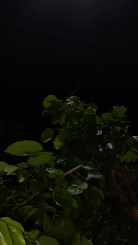 :)❤️‍🩹🥀