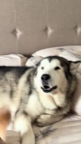 Ada saja yang kurang buat si Rege ini. Udah ngadem AC di kamar, tetap saja ngomel 😀 #anjingpintar #anjinglucu #alaskanmalamute #puppytiktok #anabul 