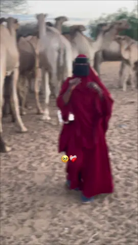 #CapCut 🐪🐪❤️❤️