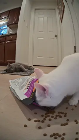 He was asleep until the food hit the floor. 😭 #FunnyCats #CatMemes #cat #cute #WhiteCatBlueCat