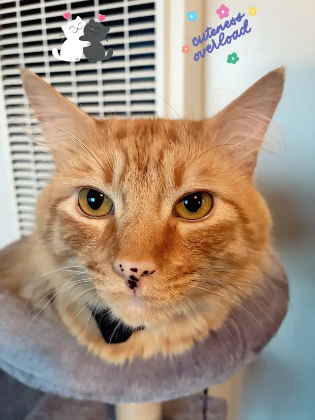 #dogsoftiktok #catsoftiktok #fyp #cute #cat