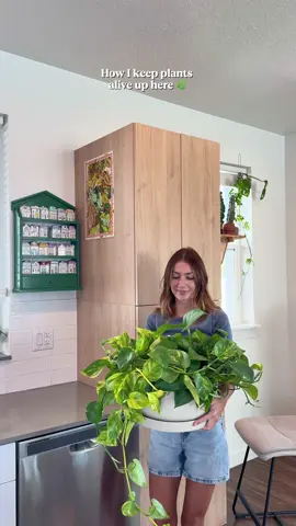 No surface is spared over here 😂🌿🌿 just needs a little light! What do you think?  I wanted plants that would trail down the sides in a few months!  I picked a couple of Hoyas + my mixed up pothos planter. 