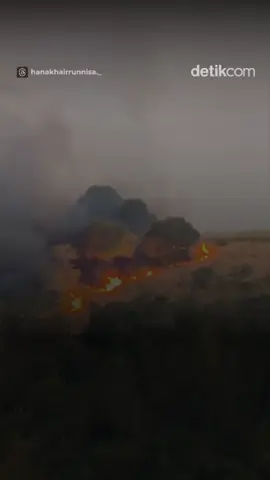 Dalang di Balik Tangisan Hutan Kalimantan