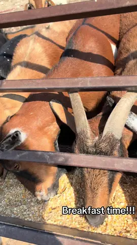 #goatsoftiktok #fypシ゚viral #breakfasttime #goats #fypシ 