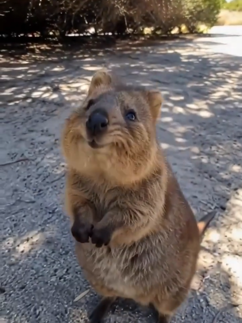 Acho que eu ia tomar uma multa na Austrália #Austrália #animal #viagem 