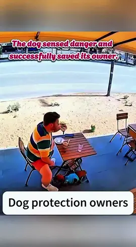 The dog sensed danger and successfully rescued its owner from peril.❣️ #pet #cat #dog #cute #animals #doglover #funnyanimals #babylove #typ #foryoupage 
