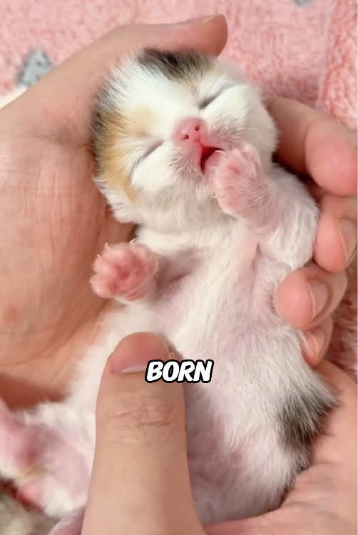 Kitten Uses Litter Box—NO ONE Teaches! 🐱#animals #fyp  #funny #foryou  #kitty    