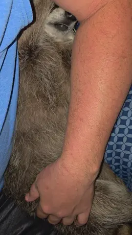 Lolly always loves to sleep with my arm cuddled around her, where she feels safe & loved 🥰🥰🥰 #lollyraccoon  #PetsOfTikTok  #cuddles  #animals  #fyp