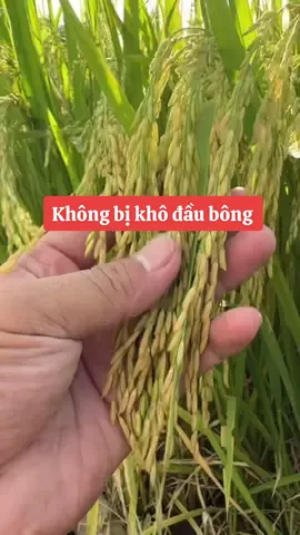 #xuhuong không bị khô đầu bông khi xịt thuốc vào gạo sớm #anhbanong 