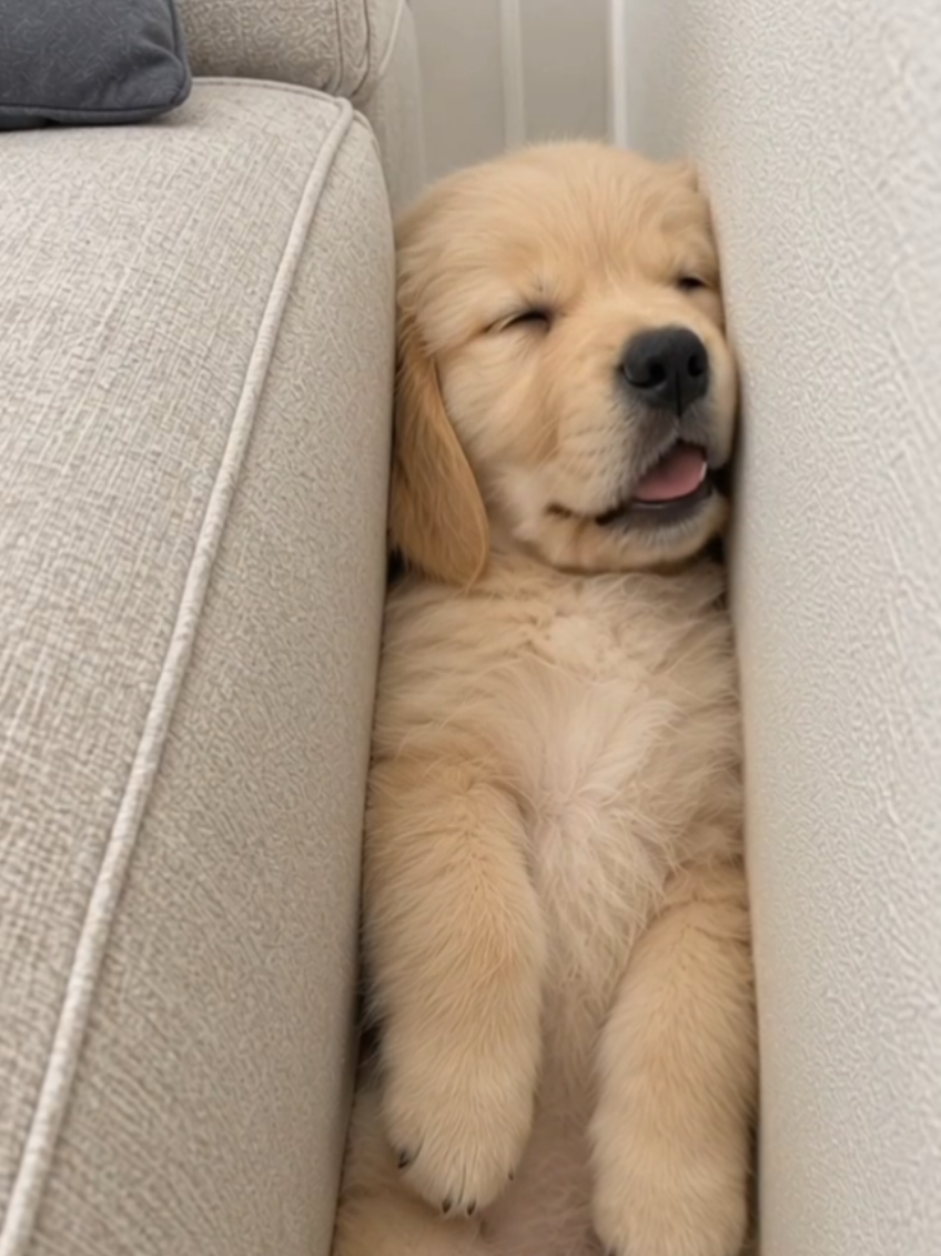 Finally… I found the perfect bed. 😴 What? Why are you looking at me like that? It’s warm, cozy… and I fit perfectly. 🥺 I don’t see the problem. 😂 #creatorsearchinsights #CutePuppy #FunnyPuppy #GoldenRetriever #doglover 