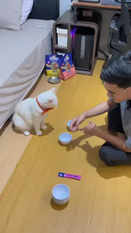 🐱: siap jadi peramal #cat #kucing #kucinglucu #kucingputih #kucingpintar 