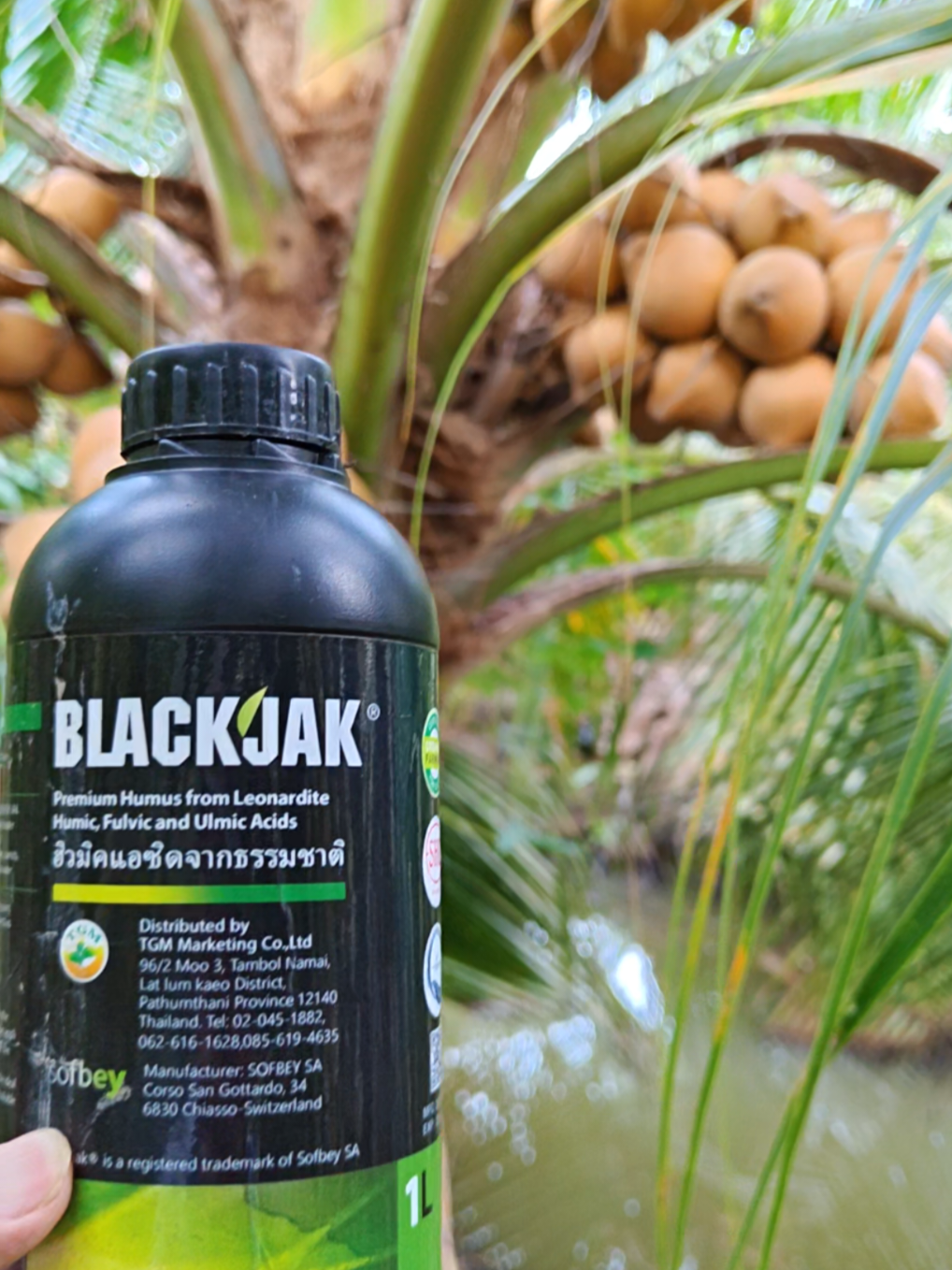 BLACK JAK THÁI LAN, SIÊU KÍCH HOA TRÁI VỤ TẠO MẦM HOA CỰC NHANH HẠN CHẾ RỤNG NỤ TĂNG ĐẬU TRÁI  #binhle  #blackjakthailan  #sieukichhoatraivu  #xuhuong  #tiktok 