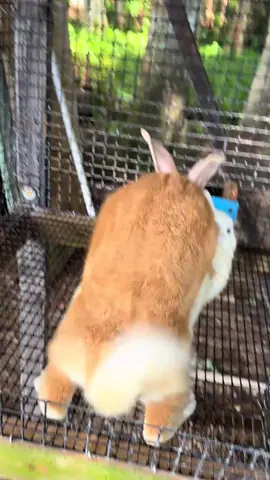 Mating of rabbits. #tiktokviral  #rabbitsmating 