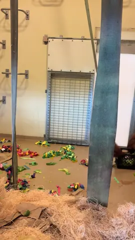 Looks like Sirih wasn’t done using that crate. 