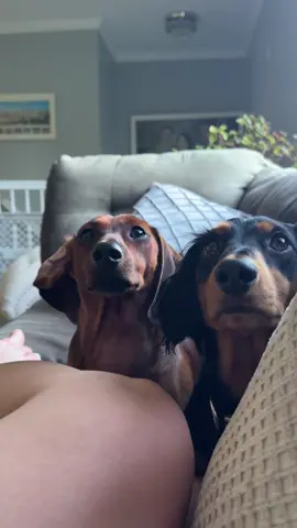 👀🫶🏼 #minidachshund #dogmumsoftiktok #fyp #dachshund #funnyvideo 