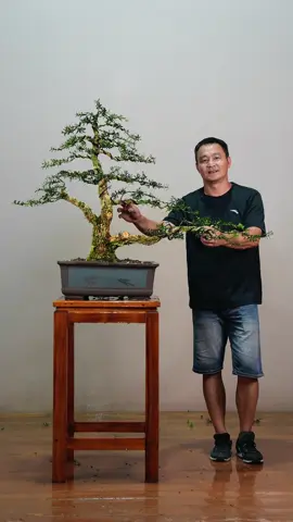 #bonsai #bonsaitree #bonsaiart #caycanh #tiktokgiaitri 