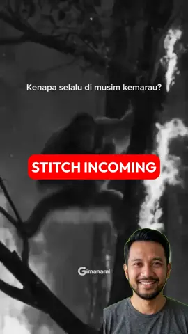 Balas Dendam Mafia Lahan Berujung Petaka di Hutan Kalimantan