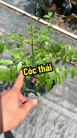 Cóc thái siêu trái cho trái quanh năm có thể trồng chậu #cocthai #caygiong #phungcaygiong #xuhuongtiktok 