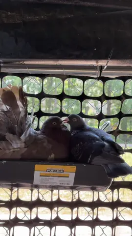 Why are they so cute 😭❤️#fyp #pigeons #pigeonsoftiktok #cute #birds 
