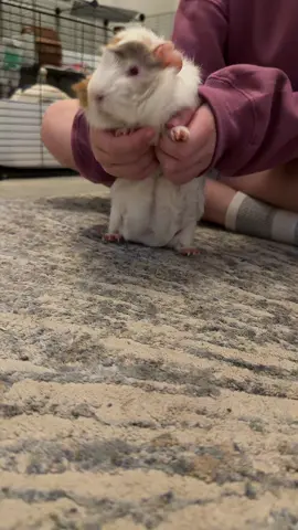 #guineapigs #guineapigsoftiktok #animals