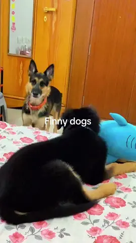 #finny 🐕 @@