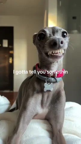 Honestly what else is new #italiangreyhound #iggy #dogtok #funnydog #iggysoftiktok 