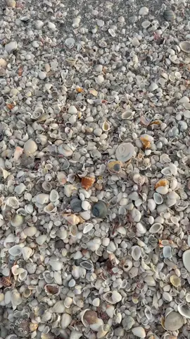 Sanibel shelves >> #shells #shelling #beachcombing #beachcomber #beachfinds 