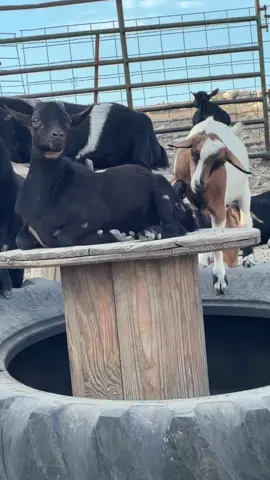 It was a goat day today!!! #goatsoftiktok #fypシ゚viral #livingourbestlife👌👌😍 #goats #fypシ 