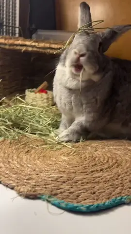 oh Roger #bunny #pets #fyp #cute #trending 