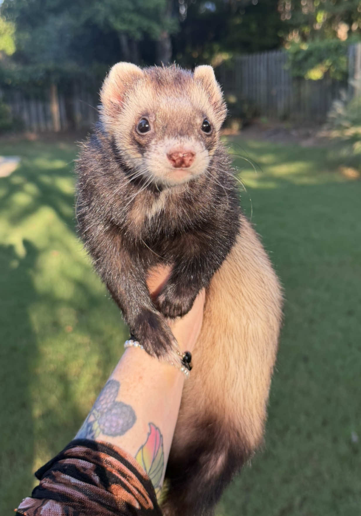 We moved houses. I like to think fig and fix are excited 🐾 . . . #ferret #ferrettok #smallpets #cuteanimals #PetsOfTikTok 