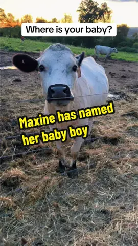 Maxine has chosen a name for her baby #valleysmithyfarms #whitedextercattle #asthefarmturns #minicows #bullcalf 