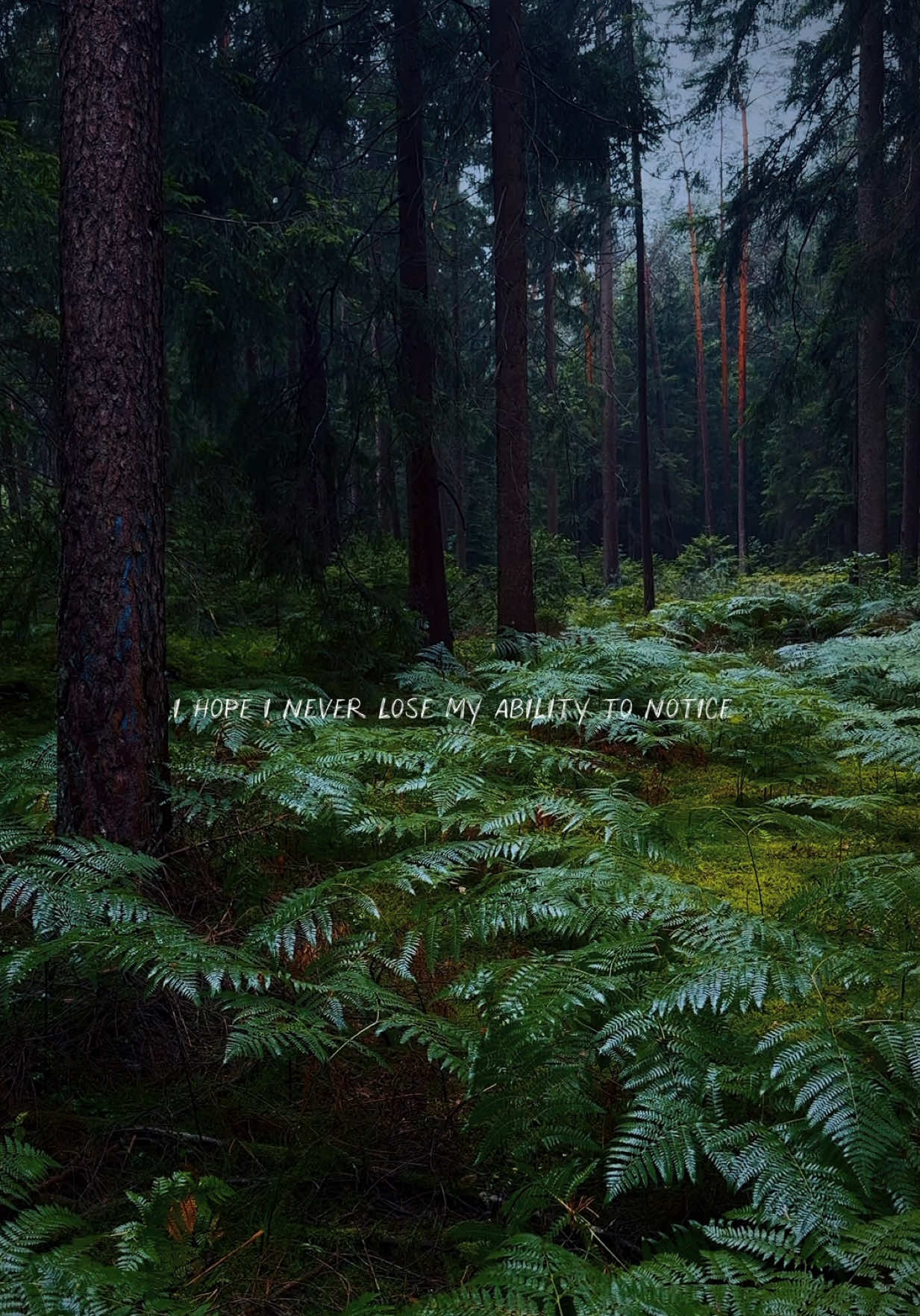 Are you paying attention to the little thing? 🌧️ 🌿 #wald #forest #rain #nature #Outdoors