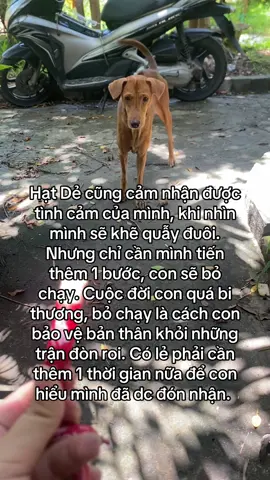 Hạt Dẻ rất ngoan, hiền và nhút nhát. #yeudongvat #baovedongvat #mebimsua #vono #lamlaicuocdoi 