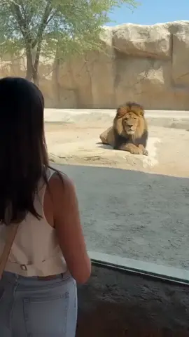 #lion #cejourlà #viralvideo #challenge #animals 