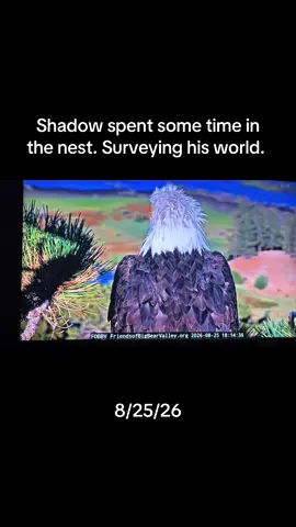Shadows shoulders are broad. What is he thinking about? ##baldeagles #Shadow #Kaydee Courtesy of FOBBV.org