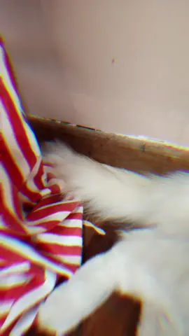 Jezabell picking on mom as usual 😆 #ragdollkitten #catpic #kitty #Love #funnyvideo 