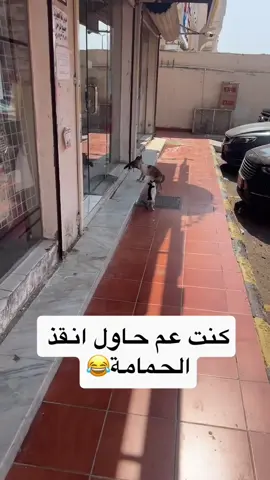 حاولت اقنعها تتراجع لكن مانفع😂😂 #قانون_حماية_الحيوان_في_سوريا_مطلب_شعبي  #قطط #قطط_الهمشري #cat 
