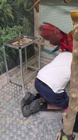 #parrotsuk #fyp #handrearedparrots  cleaning everything in their weaning aviary today. new substrate,  clean perches & toys. food stations scrubbed 