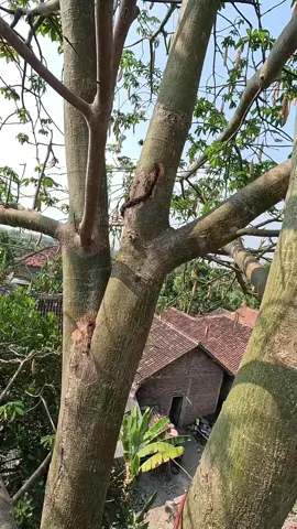 Tree cutting in the backyard. #cuttingskills 
