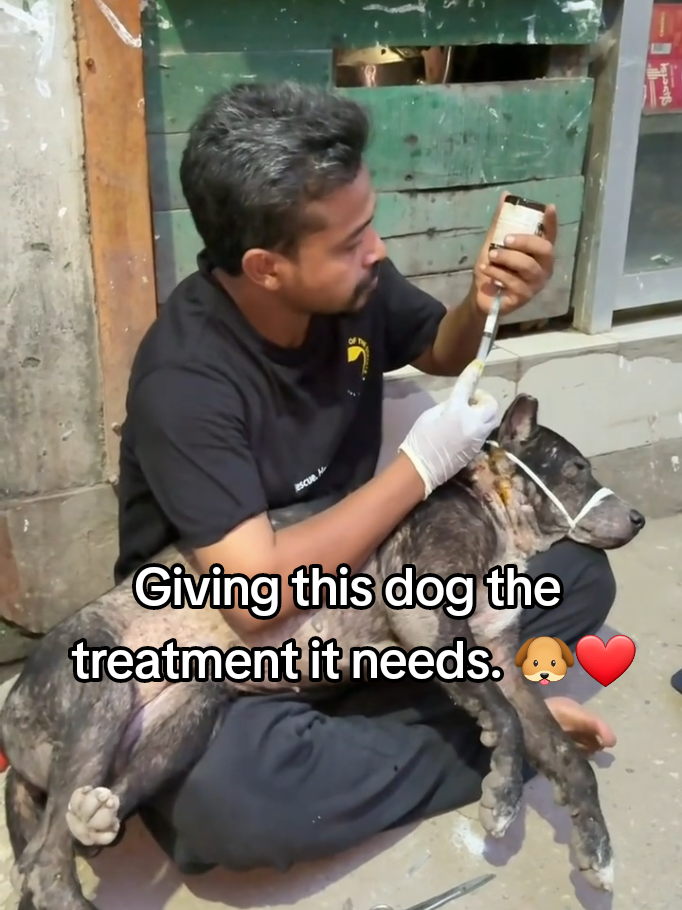 Giving this dog the treatment it needs. 🐶❤️ #DogRescue #AnimalRescue #DogCare #SaveDogs #rescuedog 