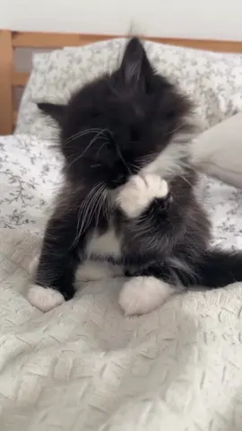 Your Perfect Companion Awaits There’s nothing like the love of a Maine Coon kitten! If you’ve been searching for the perfect furry friend, now is the time. Give one of these amazing kittens the loving home they deserve. #MaineCoonFamily #KittenLovers #CatFriends #AdoptAKitten #FluffyCompanion     