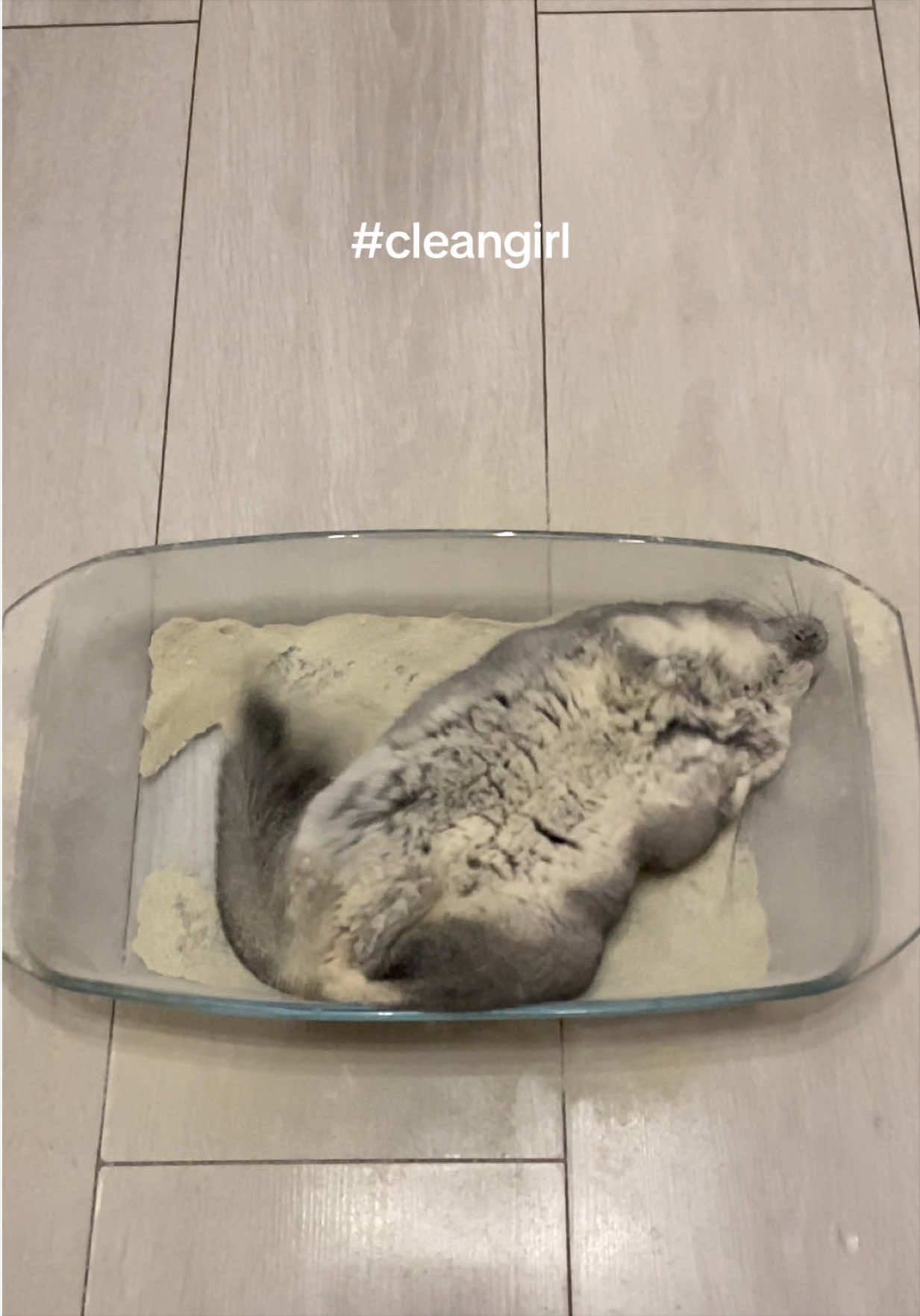 Chinchilla bath in slow mo 🌸