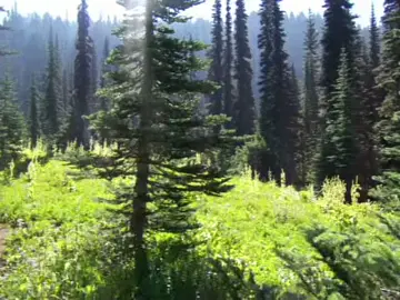 video by me ❤︎⁠ please don’t reupload #digicam #digitalcamera #nature #fyp #pnw 
