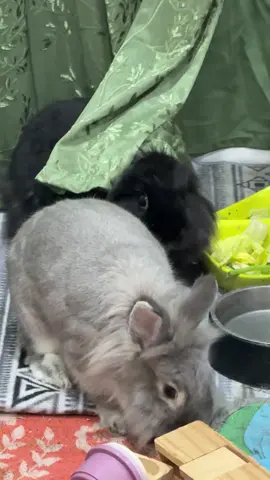 #rabbitsoftiktok 