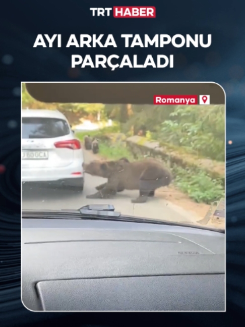 Ayı otomobilin arka tamponunu böyle söktü. 📍Romanya