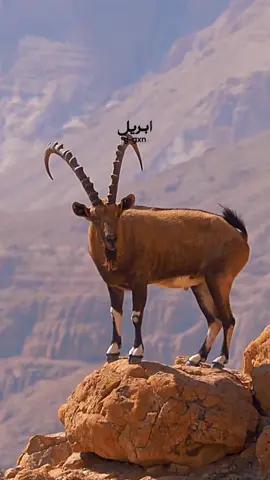 دق الاضافه #مهاجر #اكسبلور #طيور #الموسم #وعل 